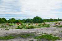 07. Chobe NP
