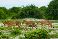 08. Chobe NP