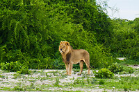 09. Chobe NP