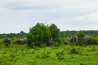 10. Chobe NP