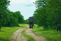 11. Chobe NP