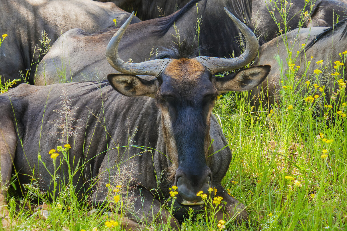22. Pilanesbergen