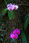 19. Botanische tuin
