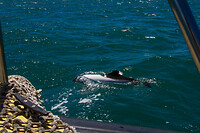 42. Puerto Deseado