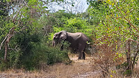 26. Tembe