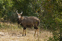 27. Tembe