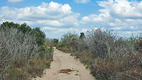 28. Tembe