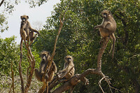 29. Mkuze NP