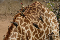 30. Mkuze NP