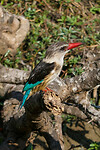 31. Mkuze NP