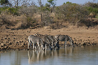 33. Mkuze NP