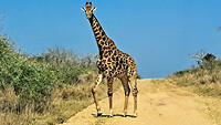 35. Phinda