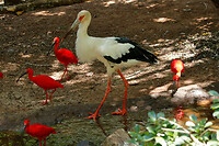 23. Parque das Aves