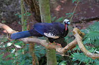 '27. Parque das Aves