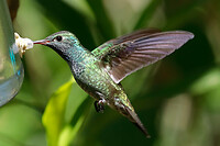 31. Parque das Aves
