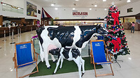 04. Lactolandia