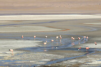 35. Laguna Colorada