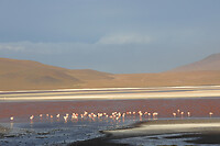 36. Laguna Colorada