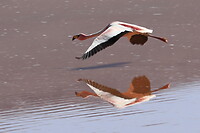 39. Laguna Colorada