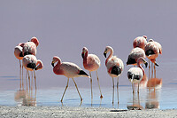 40. Laguna Colorada