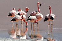 41. Laguna Colorada