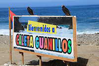 07. Caleta Guanillos