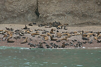 08.  Paracas