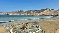15. Tortugas
