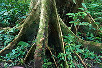 17. Amazone