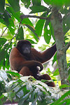 20. Amazone