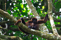 21. Amazone