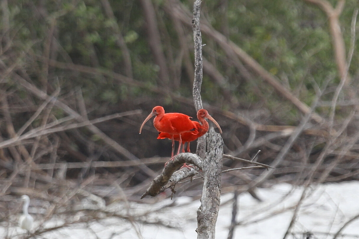 07. Totness