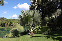 11. Inhotim