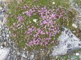 Mooie blommekes