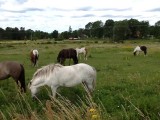 Paardjes