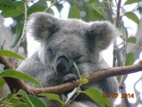 Koalahospital