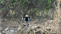 Birdie in Corrobee Billabong