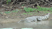 croc Corrobee Billabong