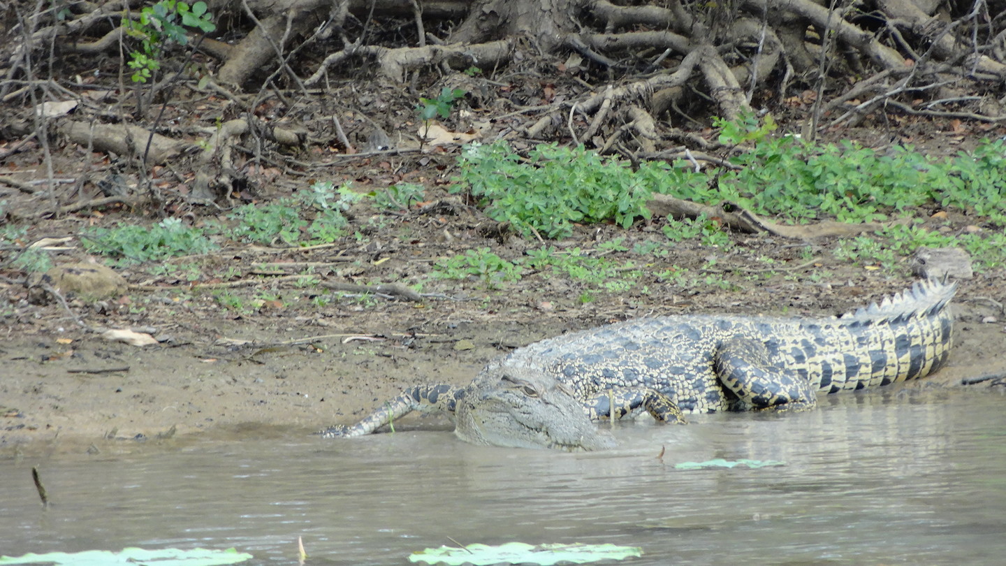 croc Corrobee Billabong