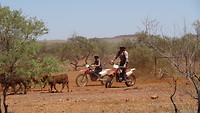 Drijven van cattle met de moto