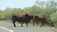 Cattle Crossing - liefst geen aanrijding