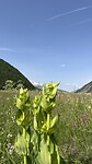 ‘onze bloemen’ bijna in bloei