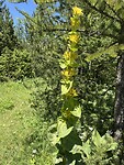 ‘onze’ bloem in bloei …