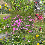 bloemenpracht
