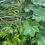 dauwdruppels
