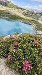 fuchsia rode bloemen ook bij lac Sainte Anne
