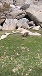 Marmot in beeld