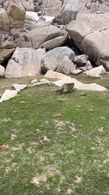 Marmot in beeld