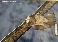 Le Gypaète barbu