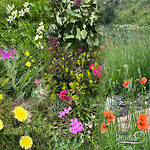 bloemenpracht